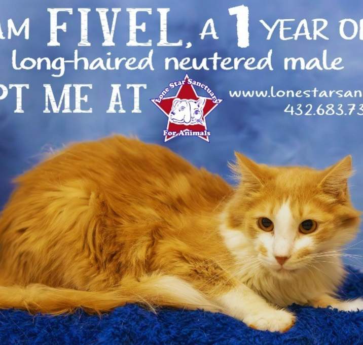 Photo of Fivel