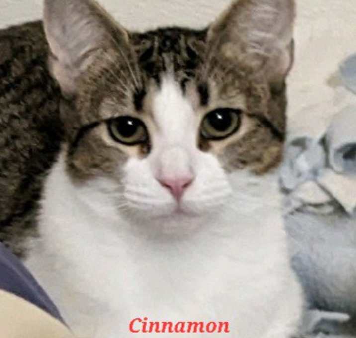 Photo of Cinnamon