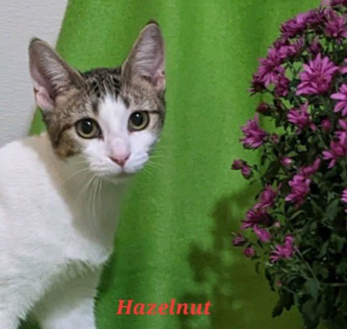 Photo of Hazelnut