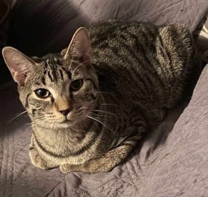 Photo of Pesto