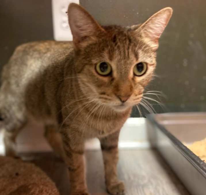 Photo of Misty