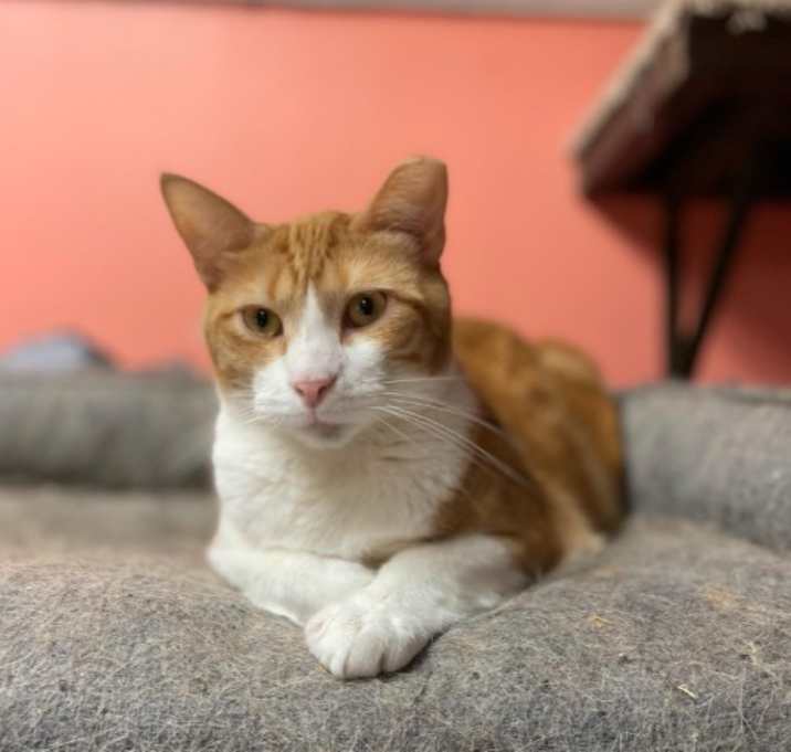 Photo of Mr. Pumpkin