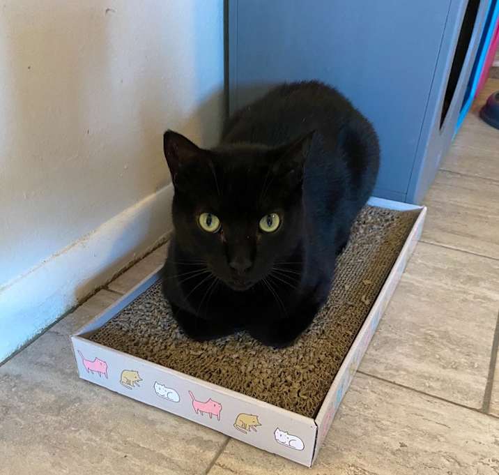 Photo of Ebony