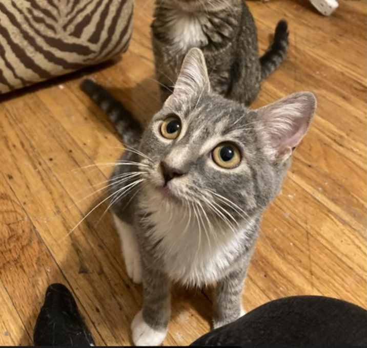 Photo of Anise