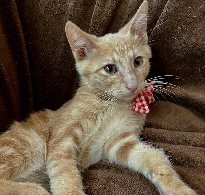 Photo of Tangerine
