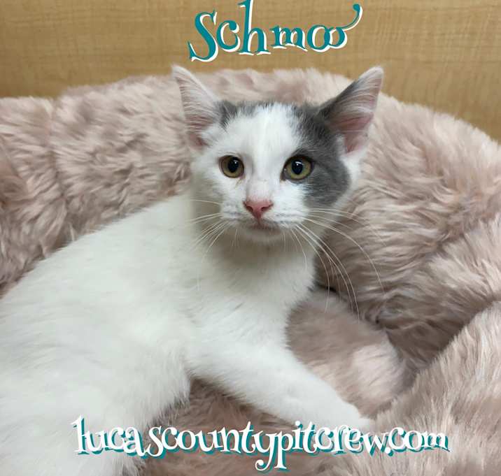 Photo of Schmoo