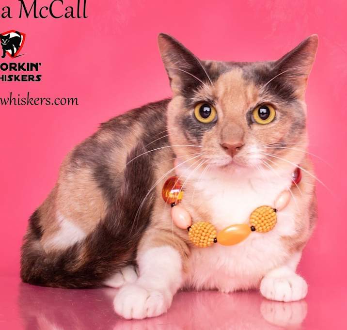Photo of MELISSA McCALL