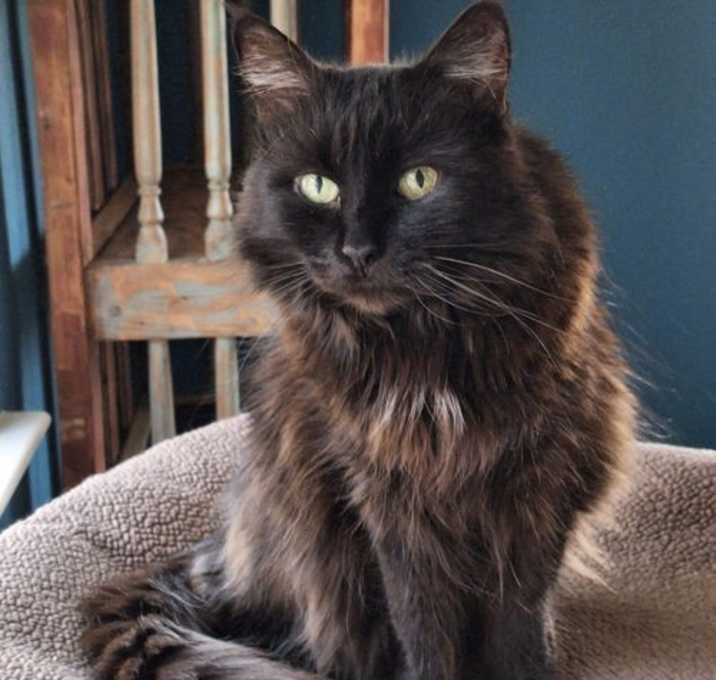 Photo of Halloweena