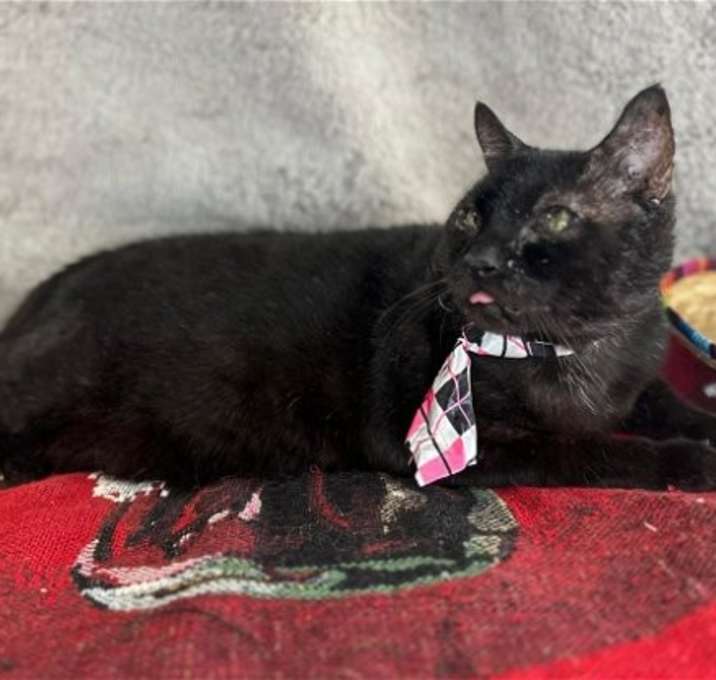 Photo of bobby