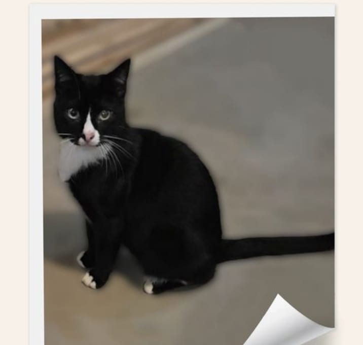 Photo of OREO