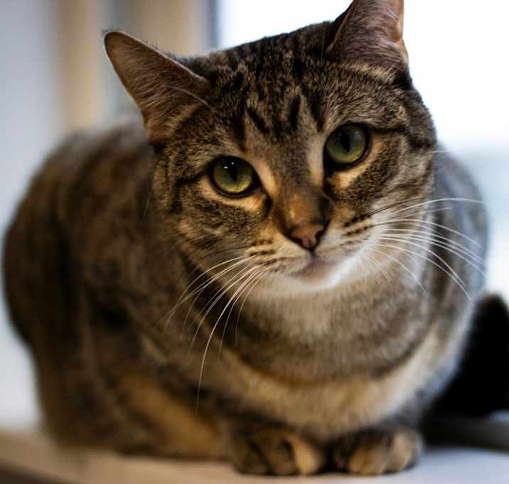 Photo of Willow