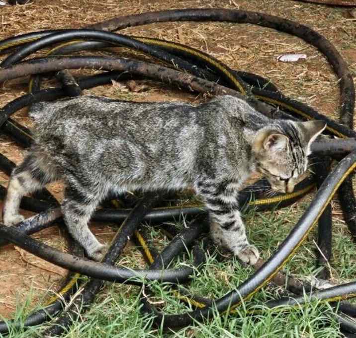 Photo of Cyd Feral