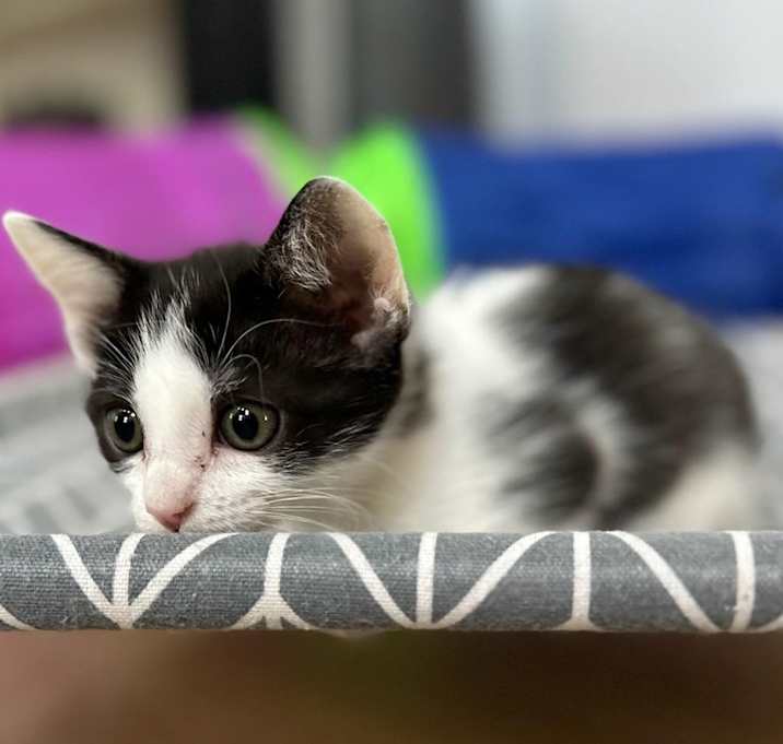Photo of Penny