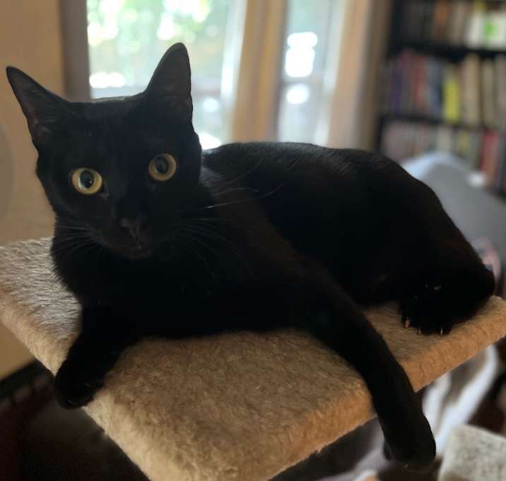 Photo of Onyx