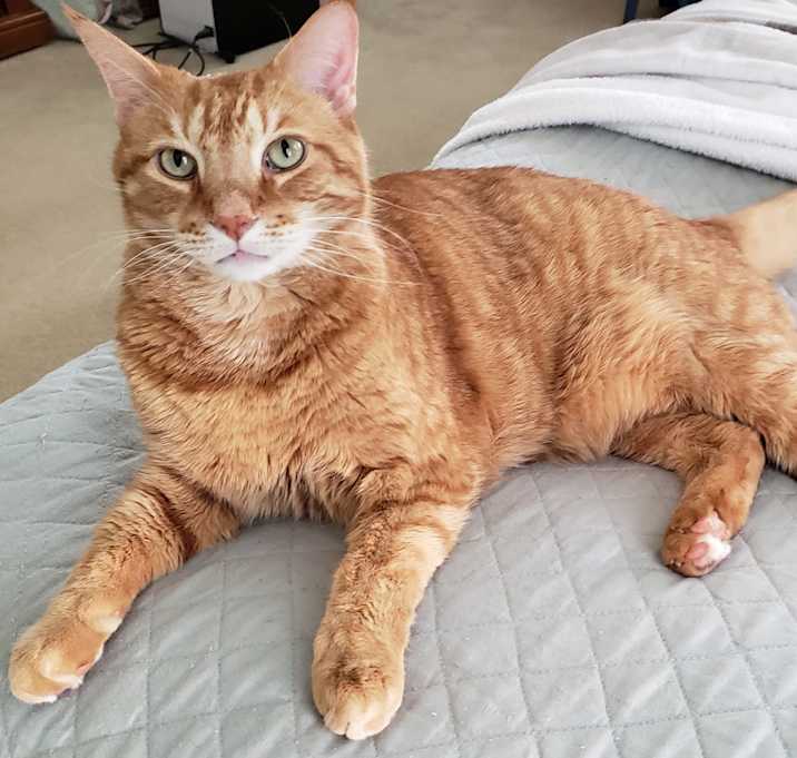 Photo of Romeo (CP)