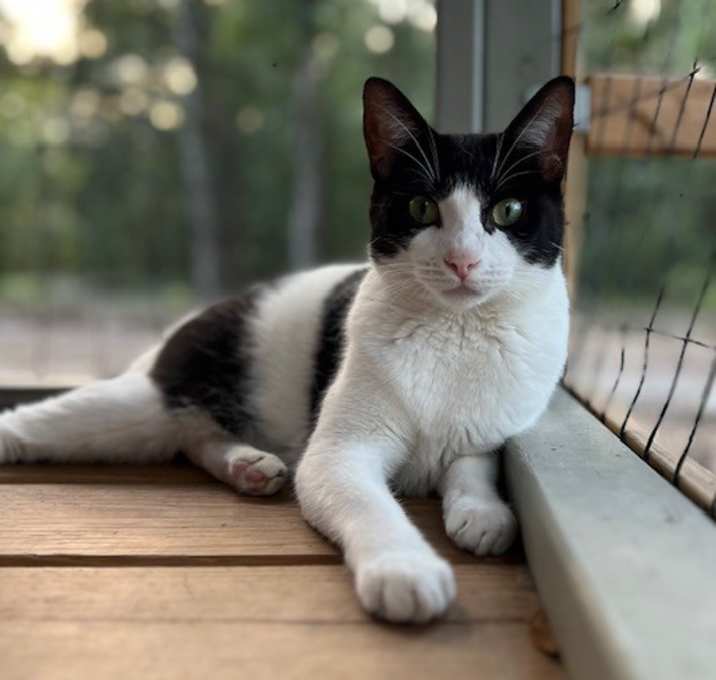 Photo of Pickles