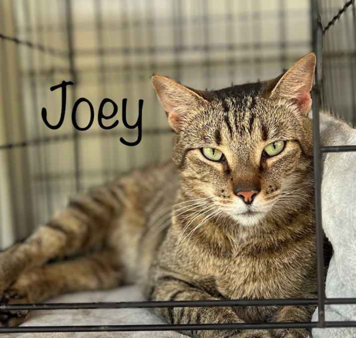 Photo of Joey