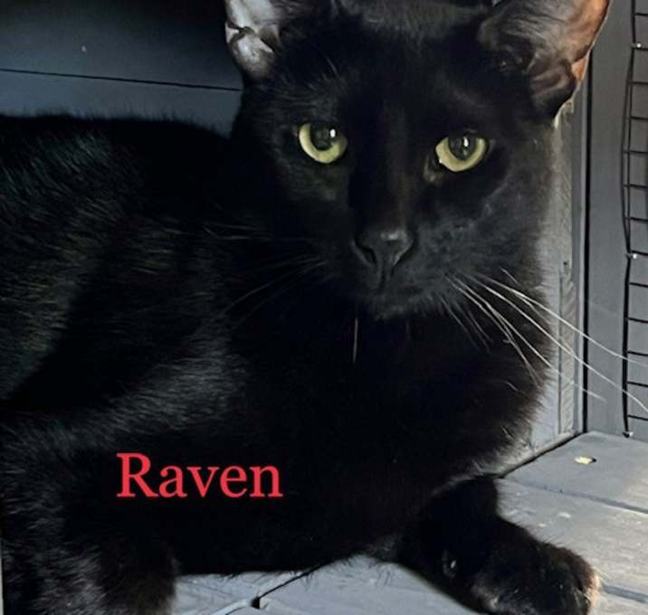 Photo of Raven