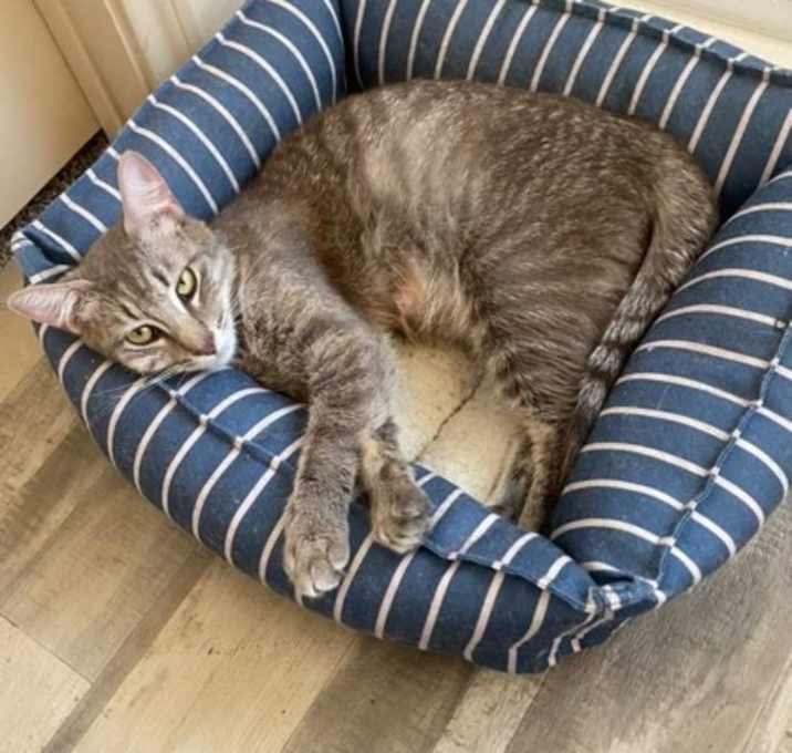 Photo of Pearl