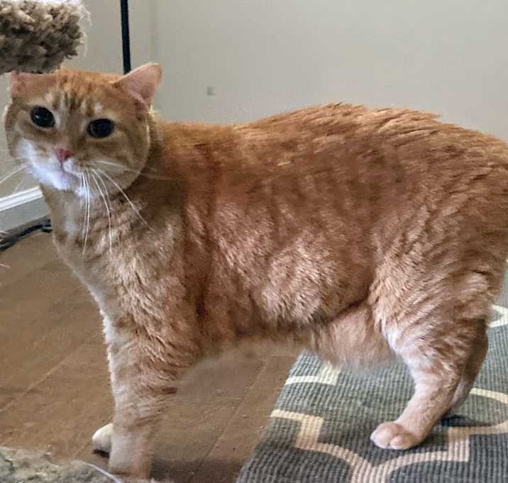 Photo of Loki