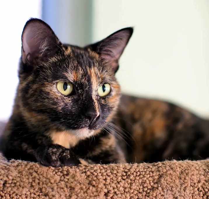 Photo of Daisy
