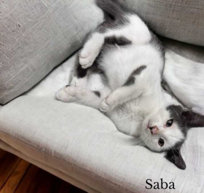 Photo of Saba