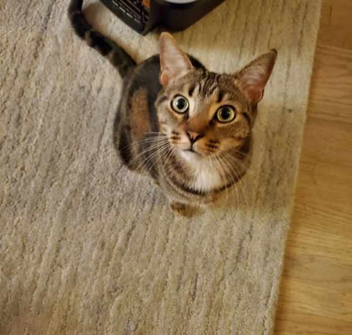 Photo of Darcy