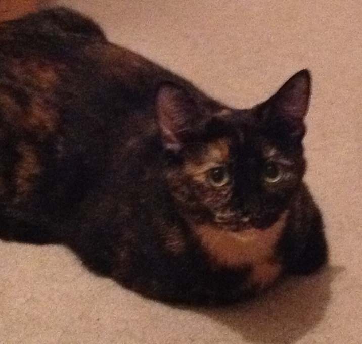 Photo of Marble