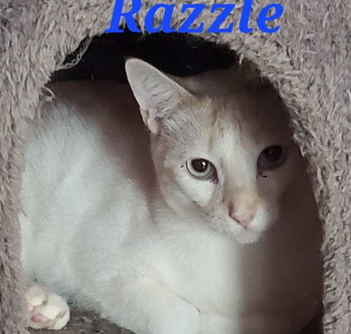 Photo of Razzle