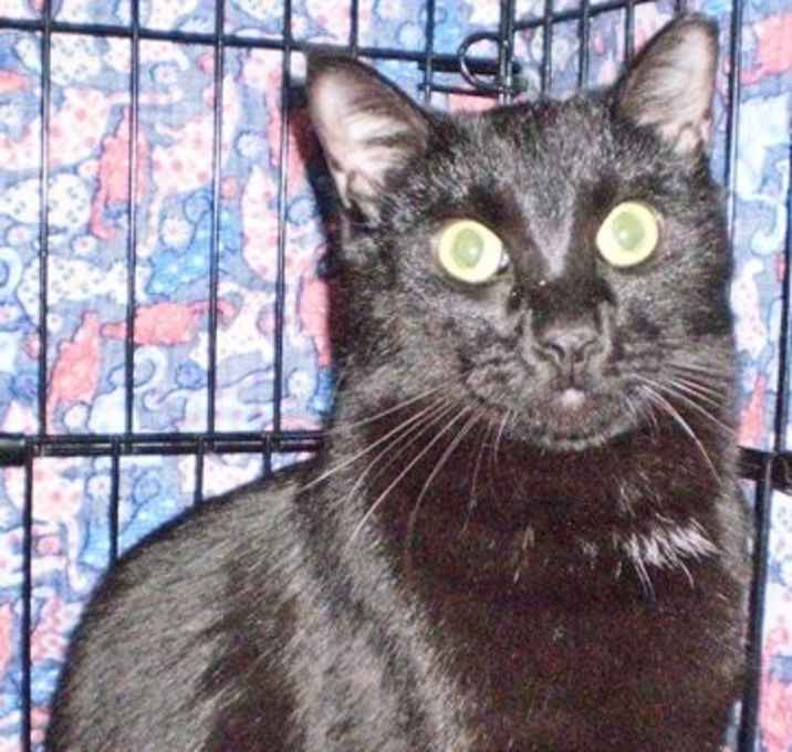 Photo of Jet [Permanent Foster]