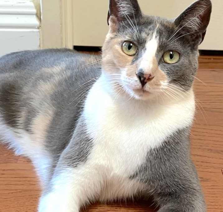 Photo of Luna Belle