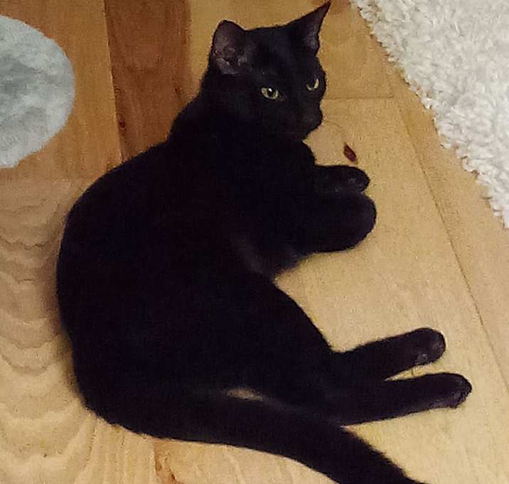 Photo of Josey, An Older Wiser Kitten…