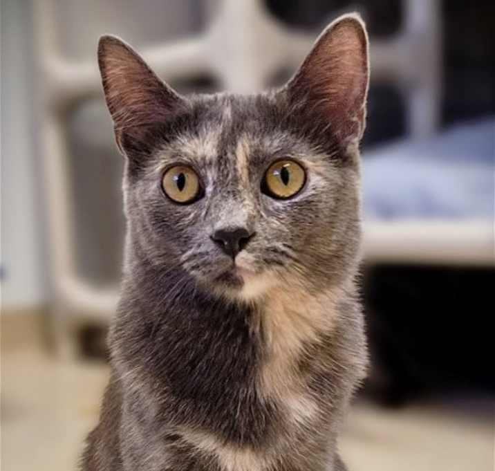 Photo of Pearl