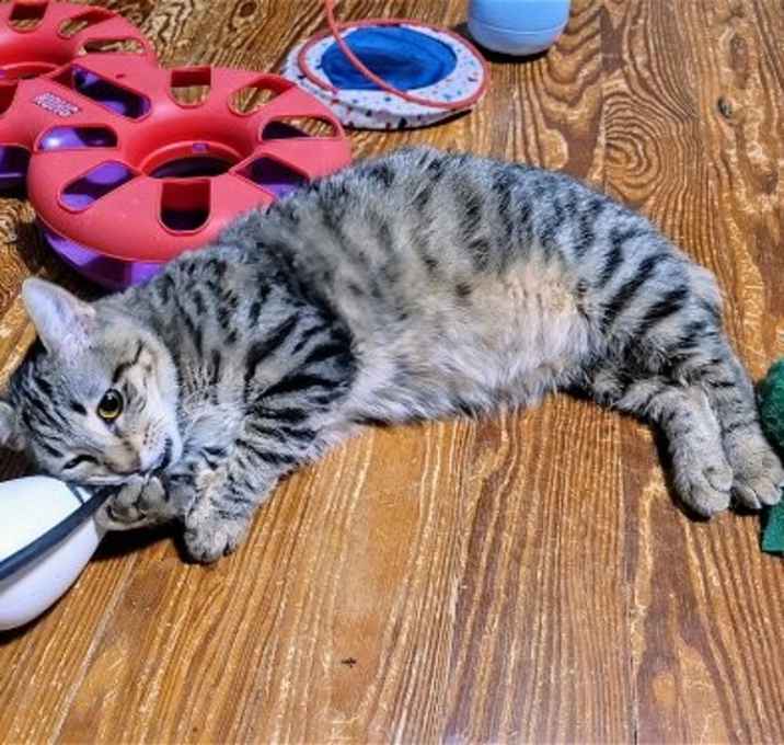 Photo of Tinker