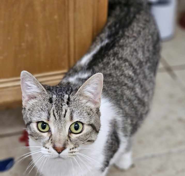 Photo of Phoenix