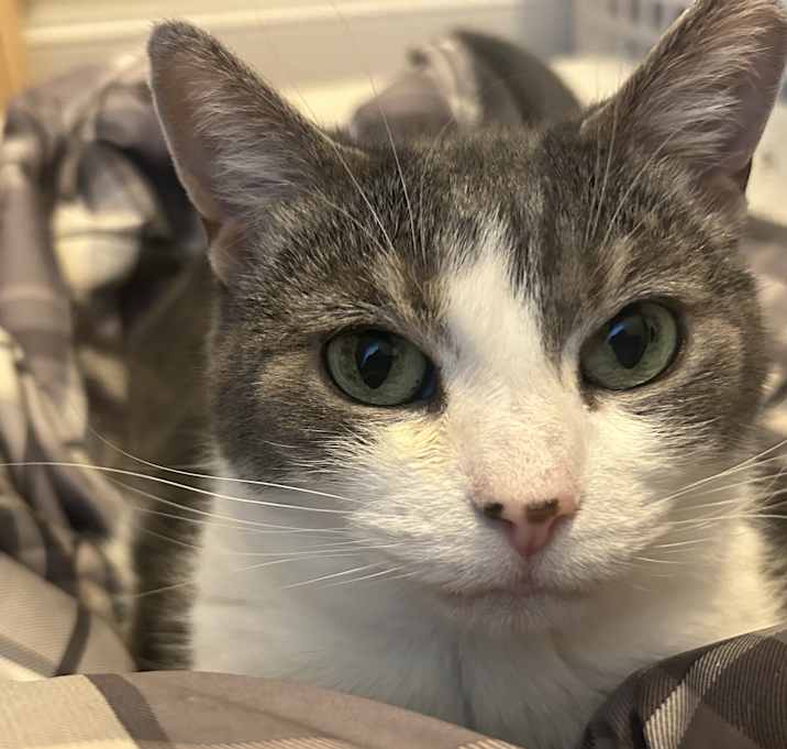 Photo of Peanut
