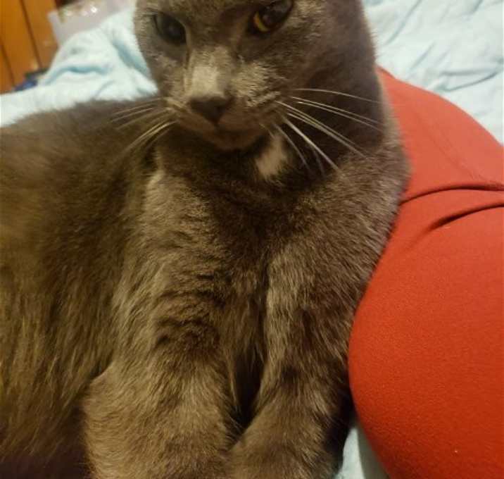 Photo of Pebbles