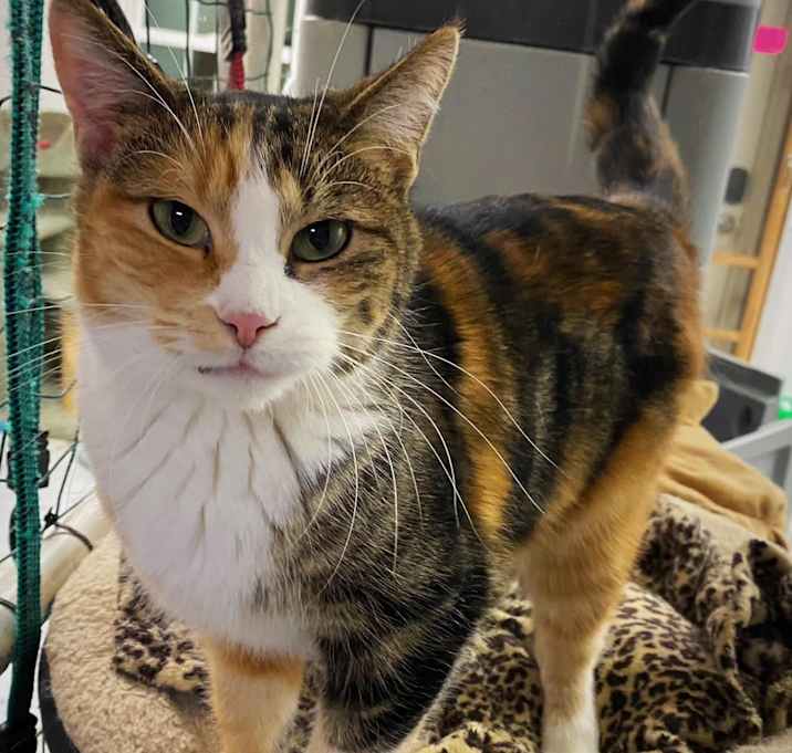Photo of Stella