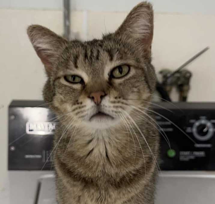 Photo of Feta