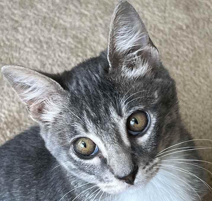Photo of Frodo