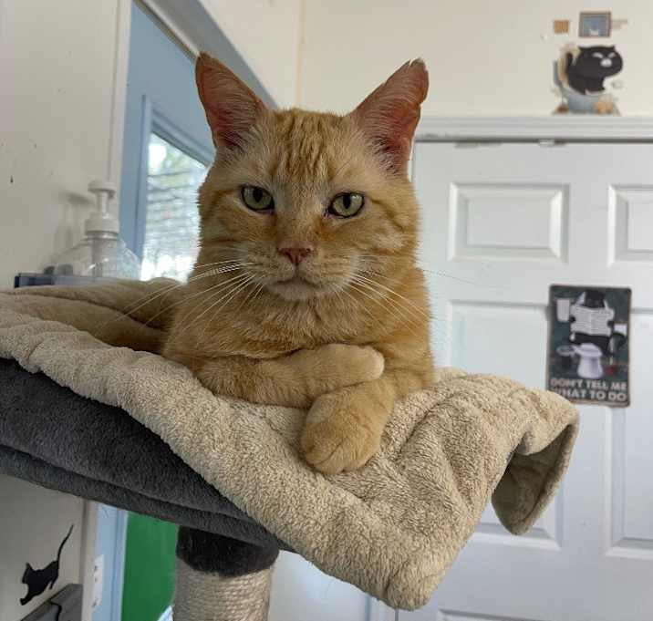 Photo of Axe
