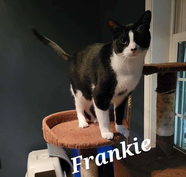 Photo of Frankie