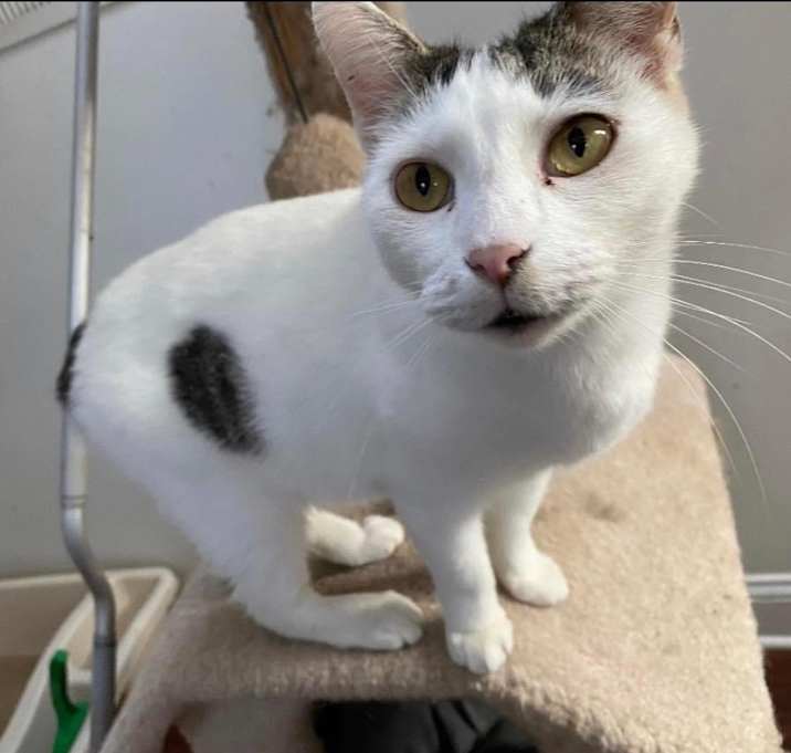 Photo of Tailless