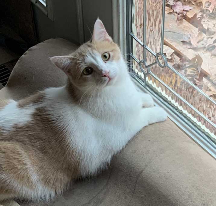 Photo of Apollo