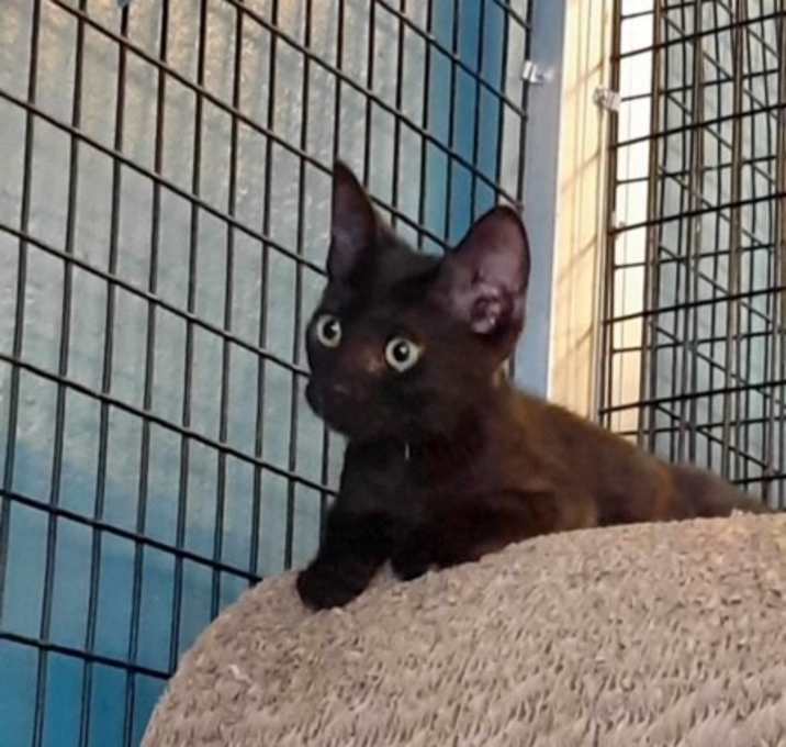 Photo of Cocoa Puff