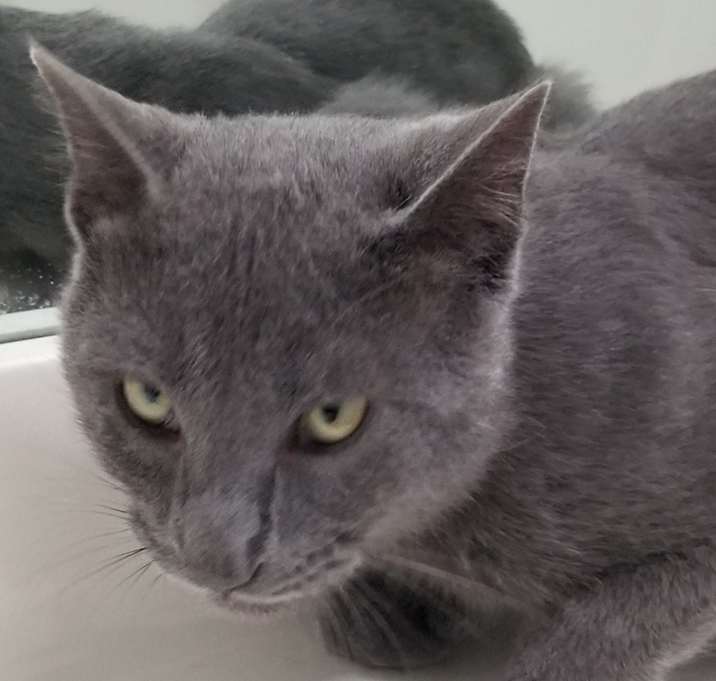 Photo of MERLIN