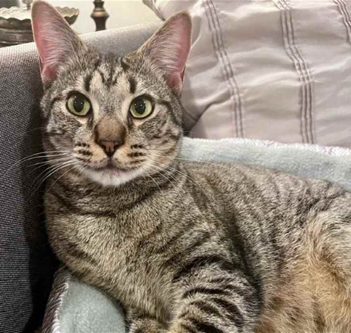 Photo of Shadow (tabby) (& Dollface) bonded *FEE WAIVED *