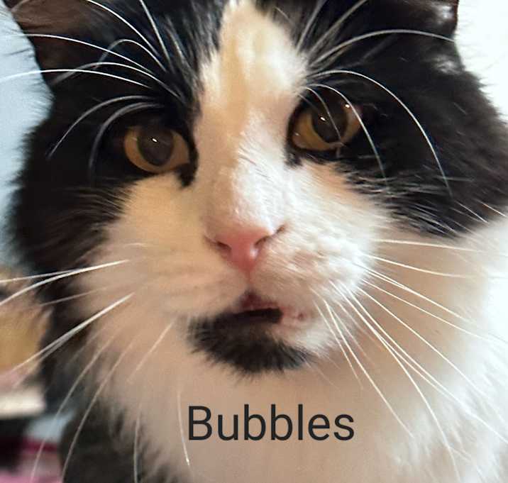 Photo of Bubbles