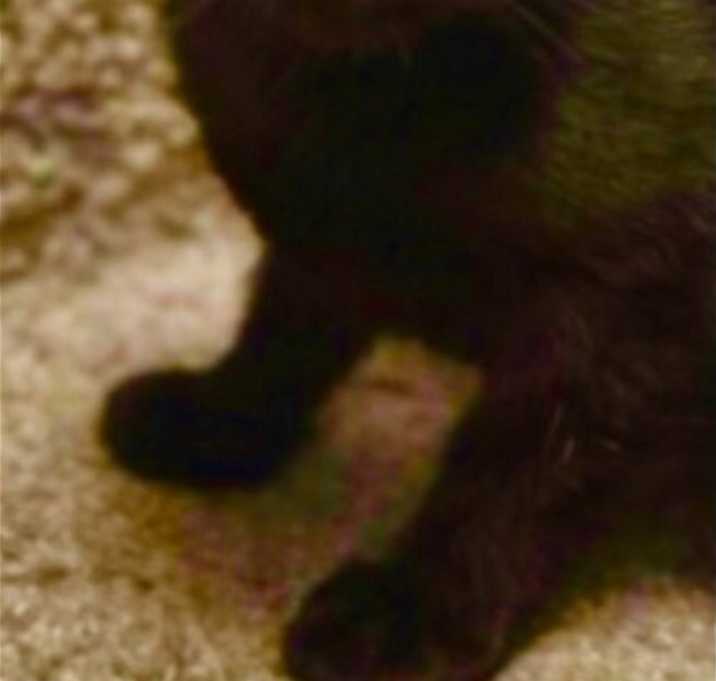 Photo of LOLA