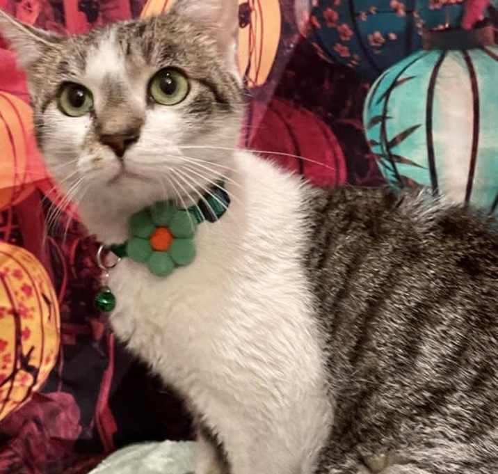 Photo of Phoebe